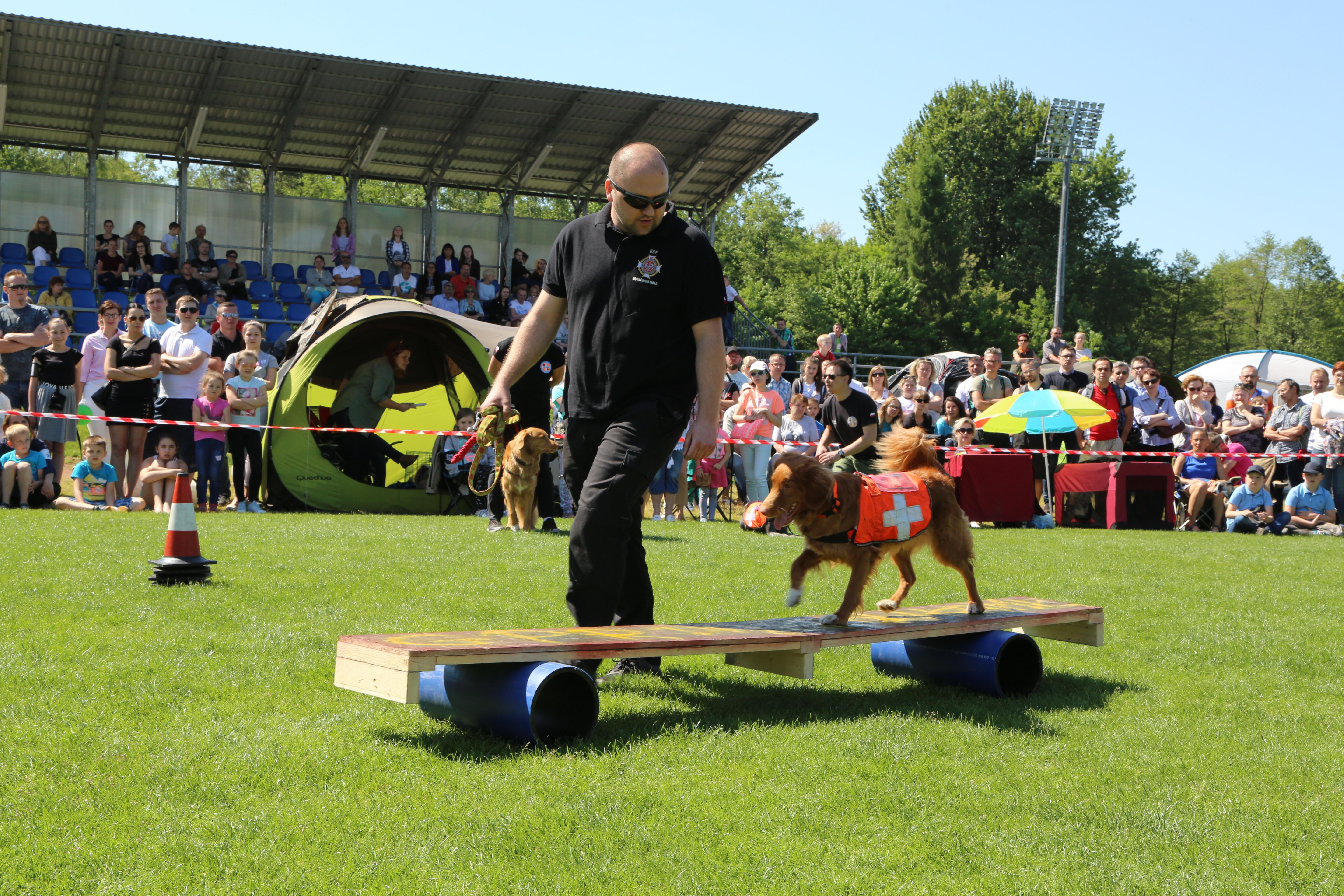 Krajowa Wystawa Psów Rasowych w Rybniku - 6.05.2018