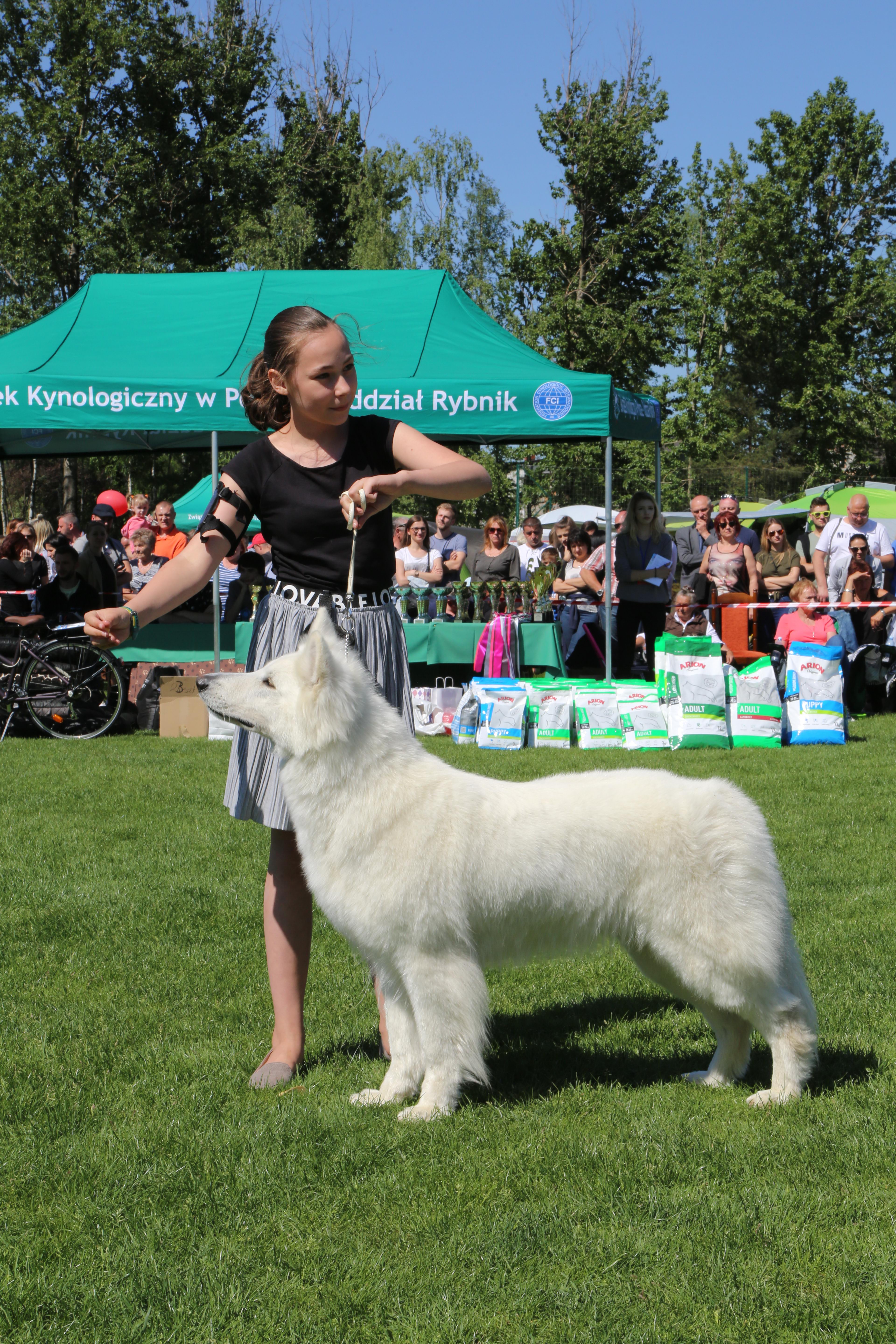 Krajowa Wystawa Psów Rasowych w Rybniku - 6.05.2018
