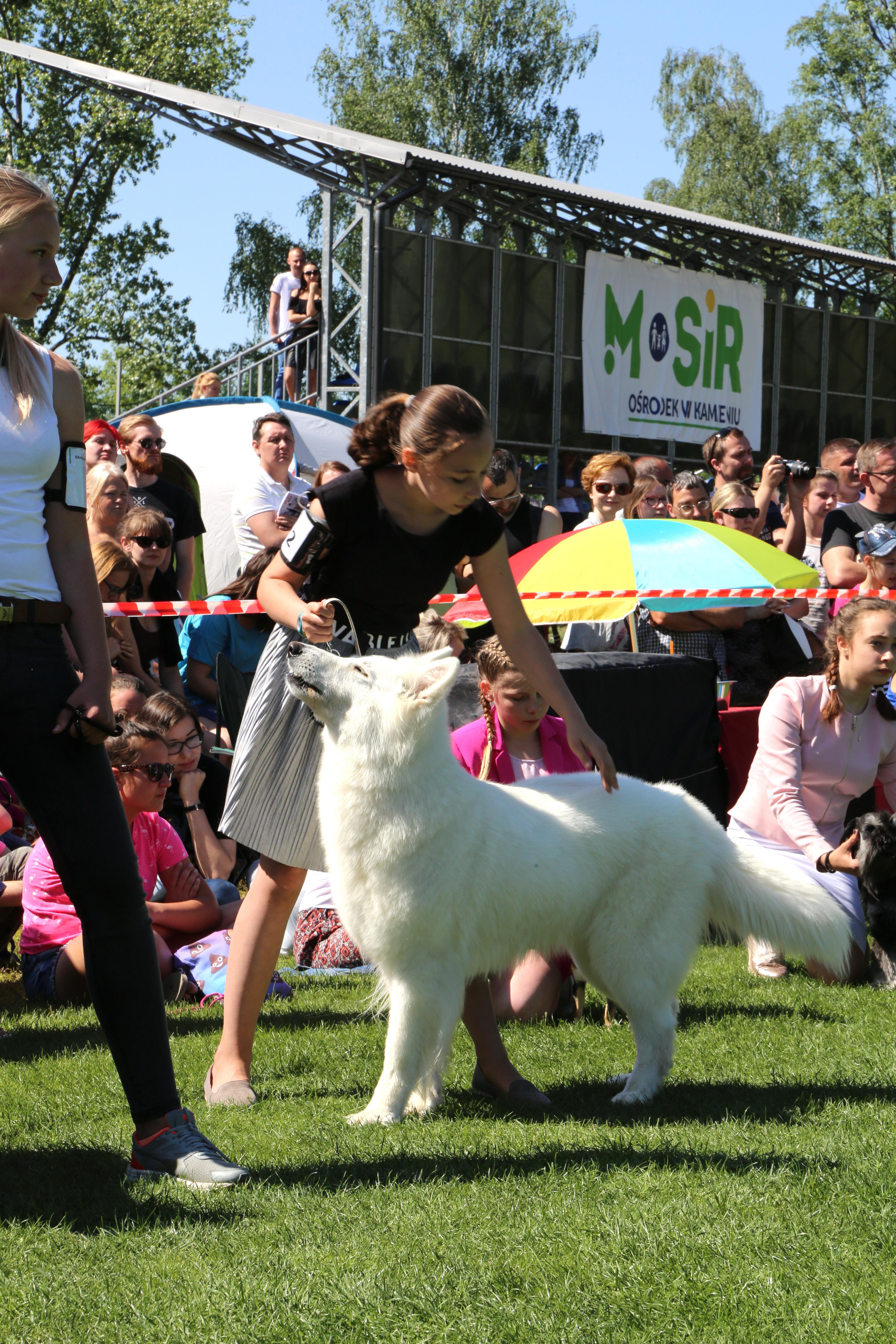 Krajowa Wystawa Psów Rasowych w Rybniku - 6.05.2018