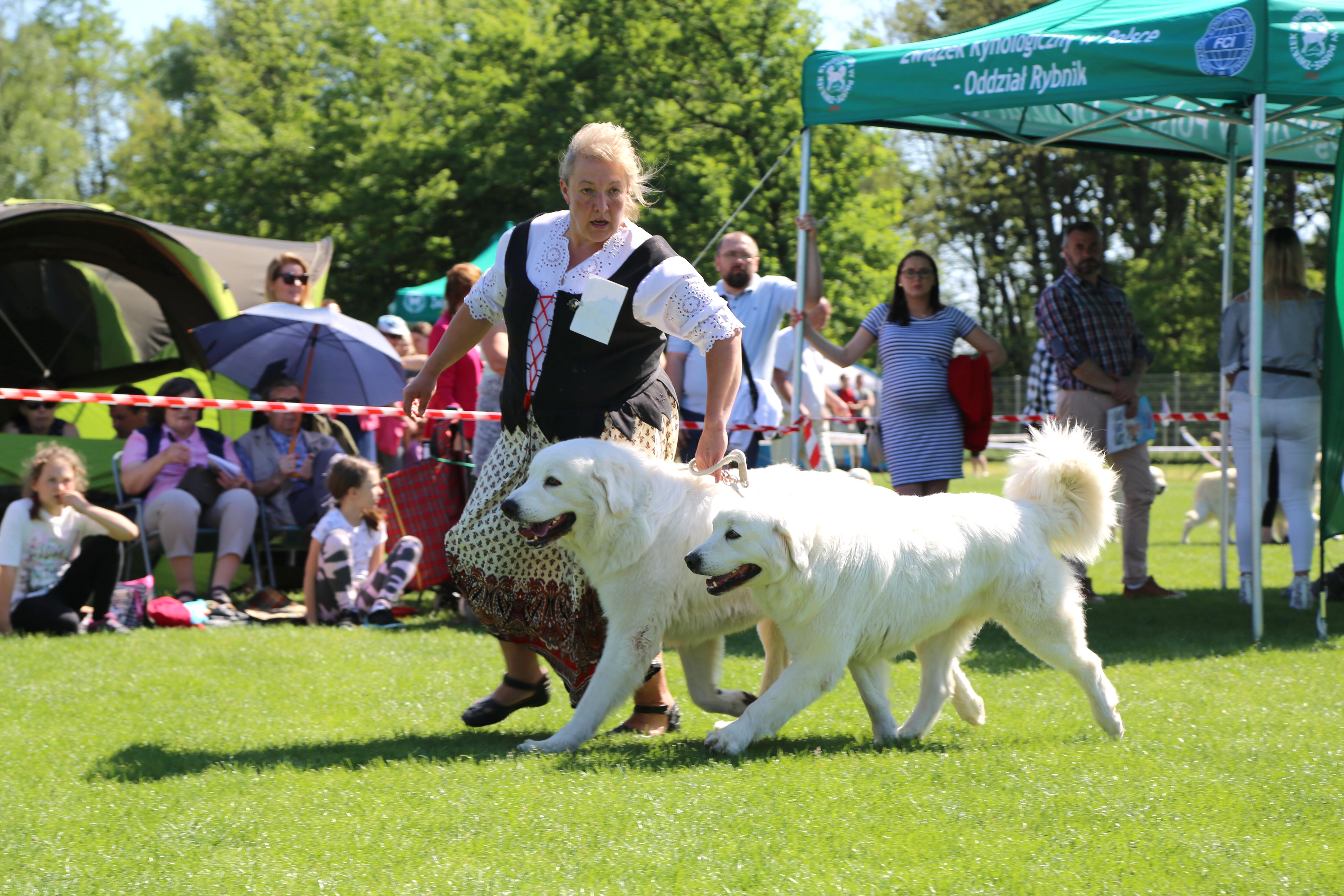 Krajowa Wystawa Psów Rasowych w Rybniku - 6.05.2018