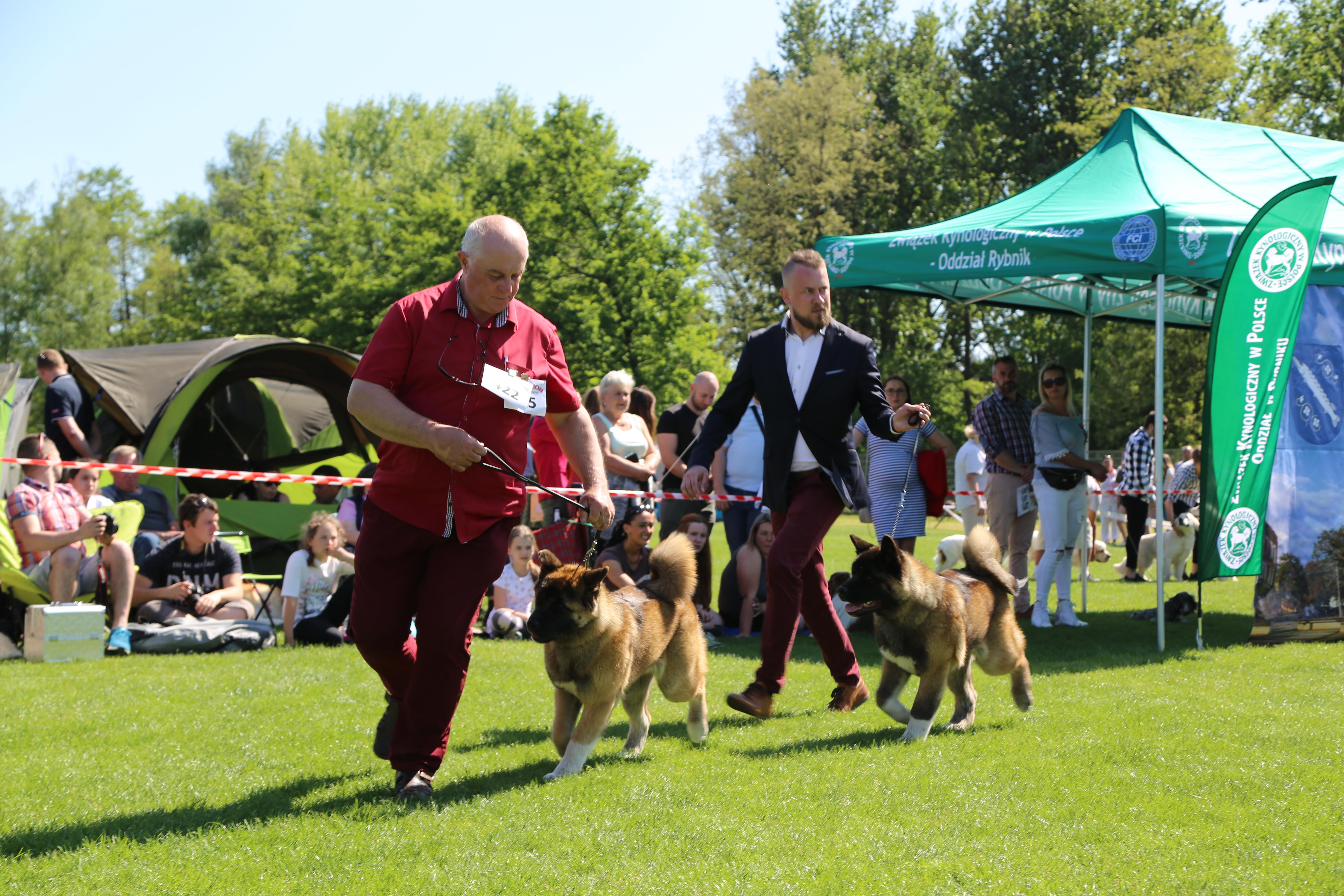 Krajowa Wystawa Psów Rasowych w Rybniku - 6.05.2018