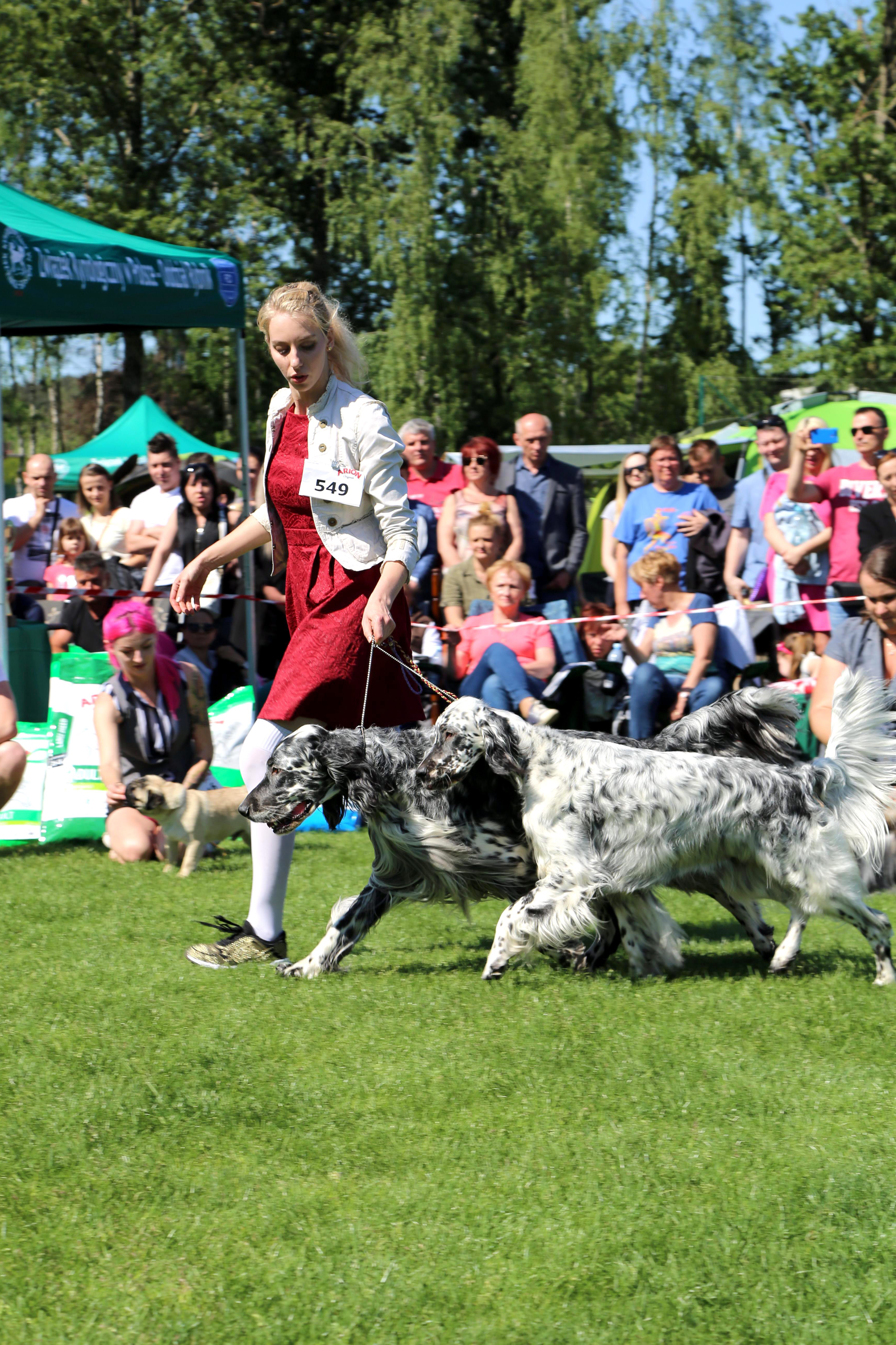 Krajowa Wystawa Psów Rasowych w Rybniku - 6.05.2018