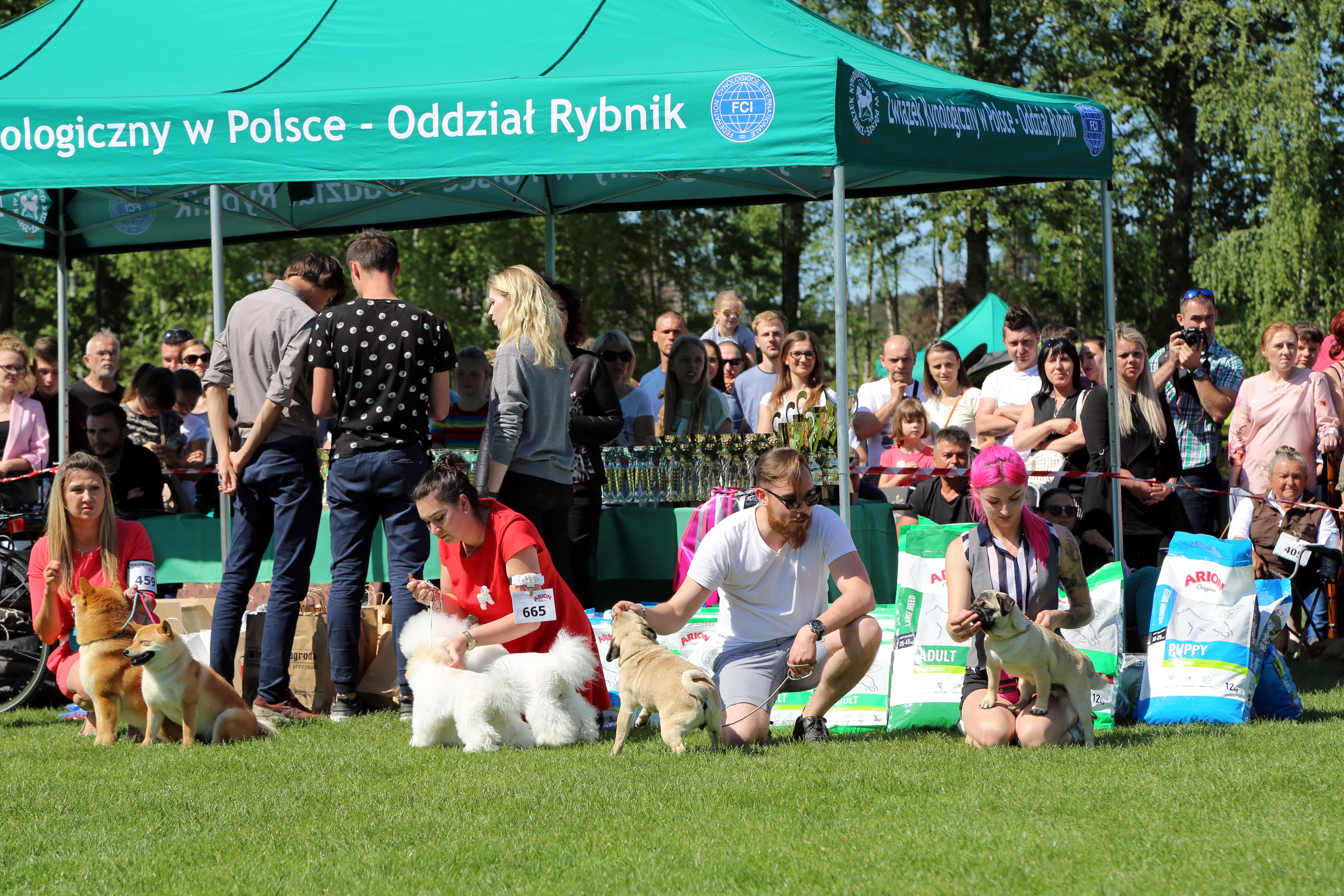 Krajowa Wystawa Psów Rasowych w Rybniku - 6.05.2018