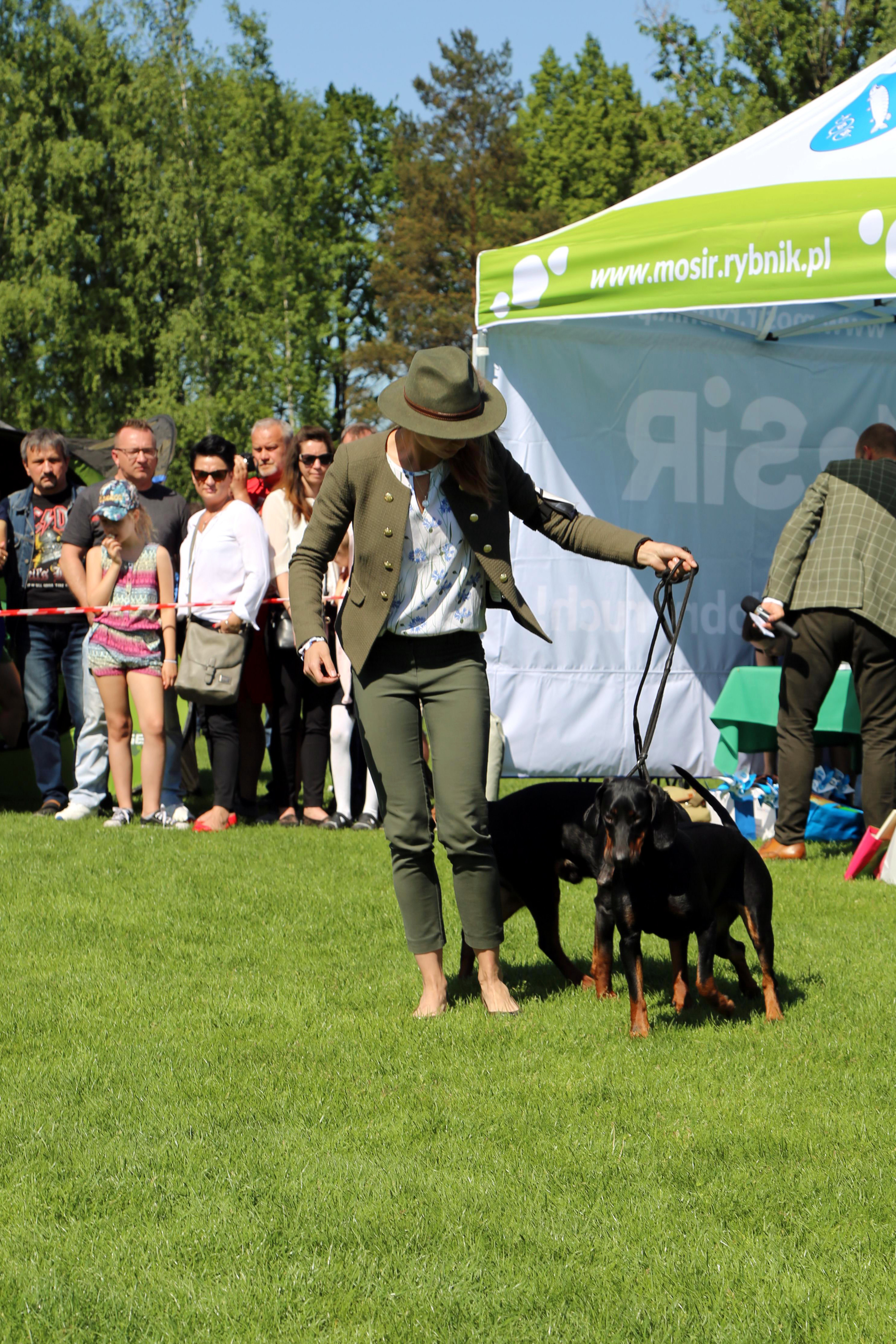 Krajowa Wystawa Psów Rasowych w Rybniku - 6.05.2018