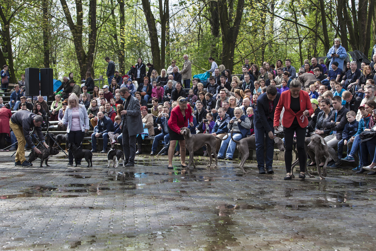 XXXV KRAJOWA WYSTAWA PSÓW RASOWYCH, 7.05.2017
